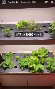 Rise Garden - Photo 3