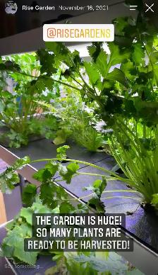Rise Garden - Photo 4