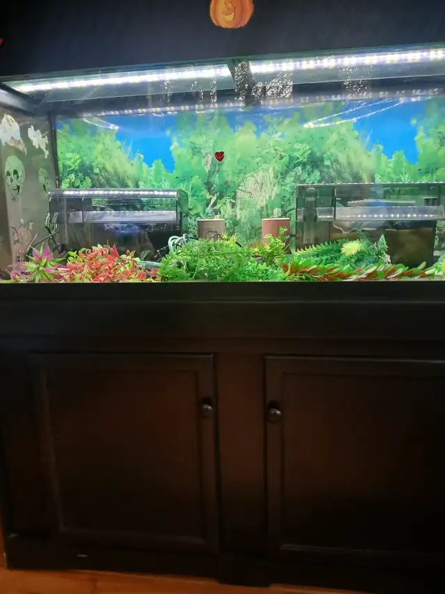 Aquarium 80 gallons tout équipé