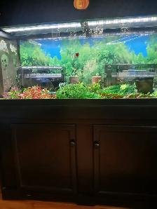 Aquarium 80 gallons tout équipé
