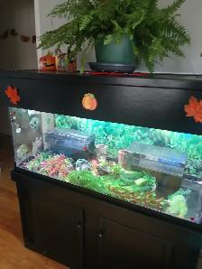 Aquarium 80 gallons tout équipé - Photo 2