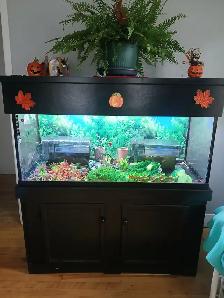 Aquarium 80 gallons tout équipé - Photo 3
