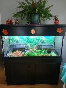 Aquarium 80 gallons tout équipé - Photo 4
