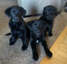 1 retriever labradoodle pup!