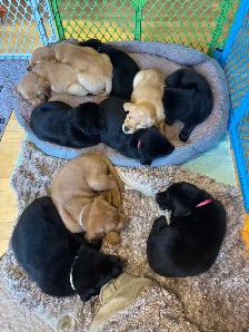 1 retriever labradoodle pup! - Photo 2