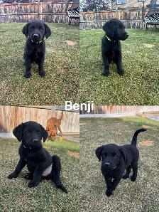 1 retriever labradoodle pup! - Photo 3