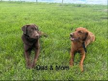 1 retriever labradoodle pup! - Photo 4