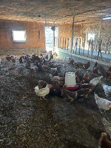 laying hens