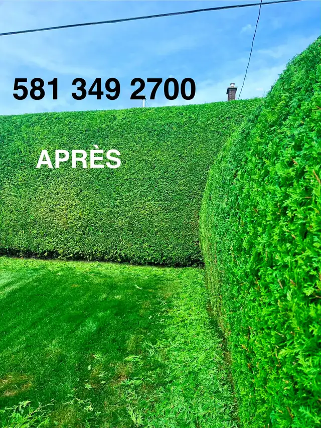 Taille cèdres coupe abattage