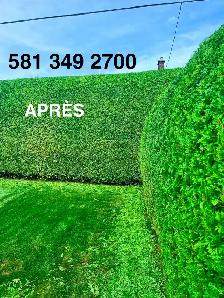 Taille cèdres coupe abattage