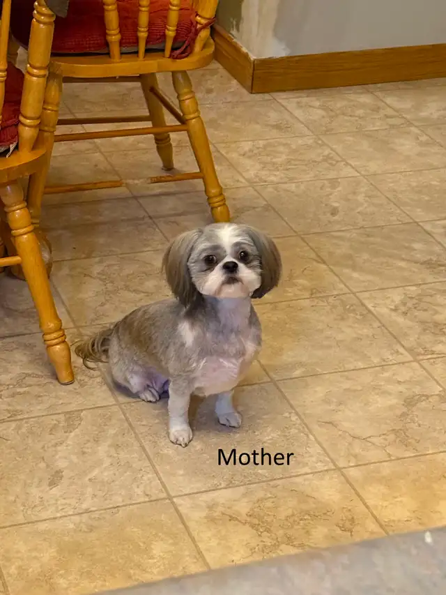 Purebred Shih Tzu Puppies
