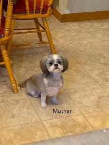 Purebred Shih Tzu Puppies