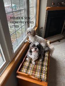 Purebred Shih Tzu Puppies - Photo 2