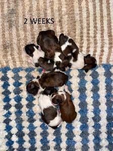Purebred Shih Tzu Puppies - Photo 3