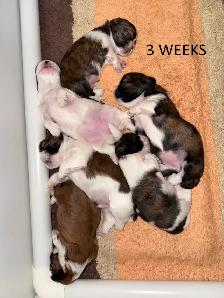 Purebred Shih Tzu Puppies - Photo 4
