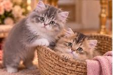 Purebred British Longhair Kittens