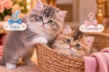 Purebred British Longhair Kittens - Photo 2