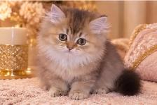 Purebred British Longhair Kittens - Photo 3