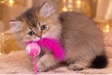 Purebred British Longhair Kittens - Photo 5