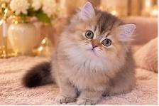 Purebred British Longhair Kittens - Photo 6