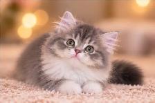 Purebred British Longhair Kittens - Photo 8