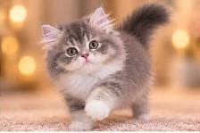 Purebred British Longhair Kittens - Photo 9