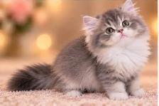 Purebred British Longhair Kittens - Photo 10