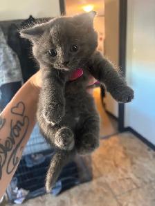 Adorable  Kittens