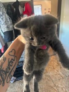 Adorable  Kittens - Photo 2
