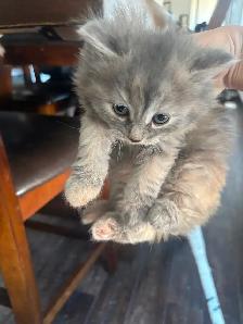 Adorable  Kittens - Photo 3