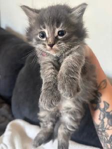 Adorable  Kittens - Photo 4