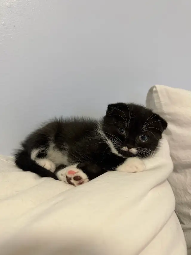 Ragdoll × Scottish Fold Kitten