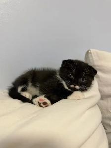 Ragdoll × Scottish Fold Kitten