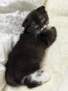 Ragdoll × Scottish Fold Kitten - Photo 2
