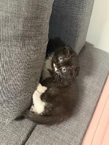 Ragdoll × Scottish Fold Kitten - Photo 3