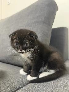 Ragdoll × Scottish Fold Kitten - Photo 4