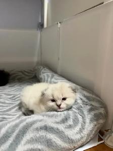 Ragdoll × Scottish Fold Kitten - Photo 5