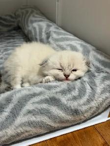 Ragdoll × Scottish Fold Kitten - Photo 6