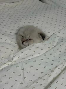 Ragdoll × Scottish Fold Kitten - Photo 7