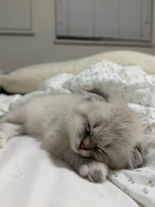 Ragdoll × Scottish Fold Kitten - Photo 8
