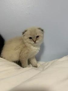 Ragdoll × Scottish Fold Kitten - Photo 9