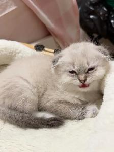 Ragdoll × Scottish Fold Kitten - Photo 10