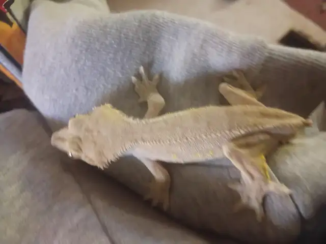 This  is a male gekco. He is a lilly white  he is adit he sweet