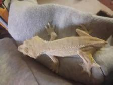 This  is a male gekco. He is a lilly white  he is adit he sweet