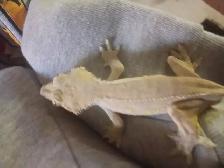This  is a male gekco. He is a lilly white  he is adit he sweet - Photo 2