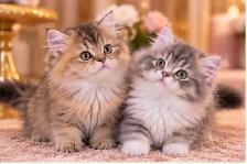Purebred British Longhair Kittens