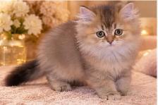 Purebred British Longhair Kittens - Photo 4
