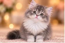 Purebred British Longhair Kittens - Photo 7
