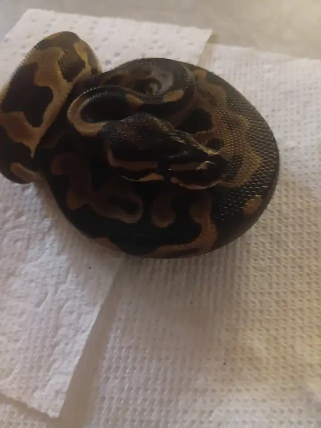 Shees a leopard female dh clown . Good eater