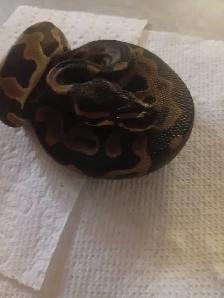 Shees a leopard female dh clown . Good eater